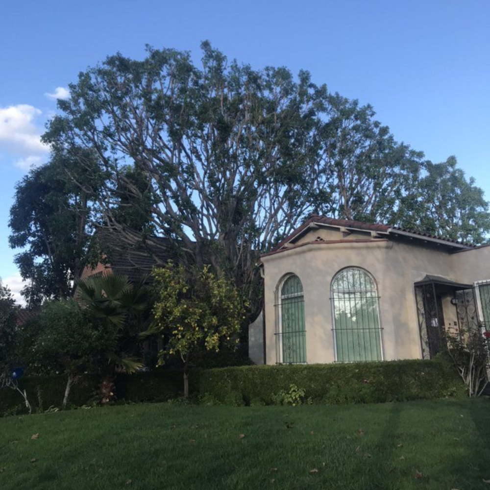 A house with arched windows and a large tree in front on a sunny day.