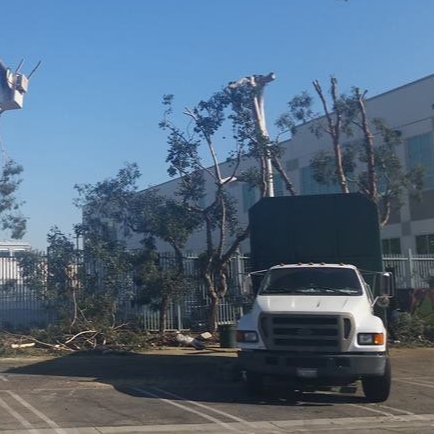 White truck in front of trimmed trees; debris on the ground; building and blue sky in the background.