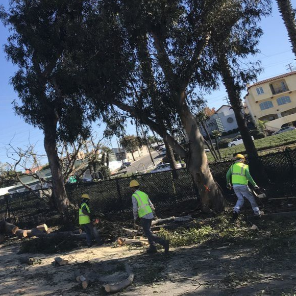 Three workers in vests and hard hats trimming trees outdoors.