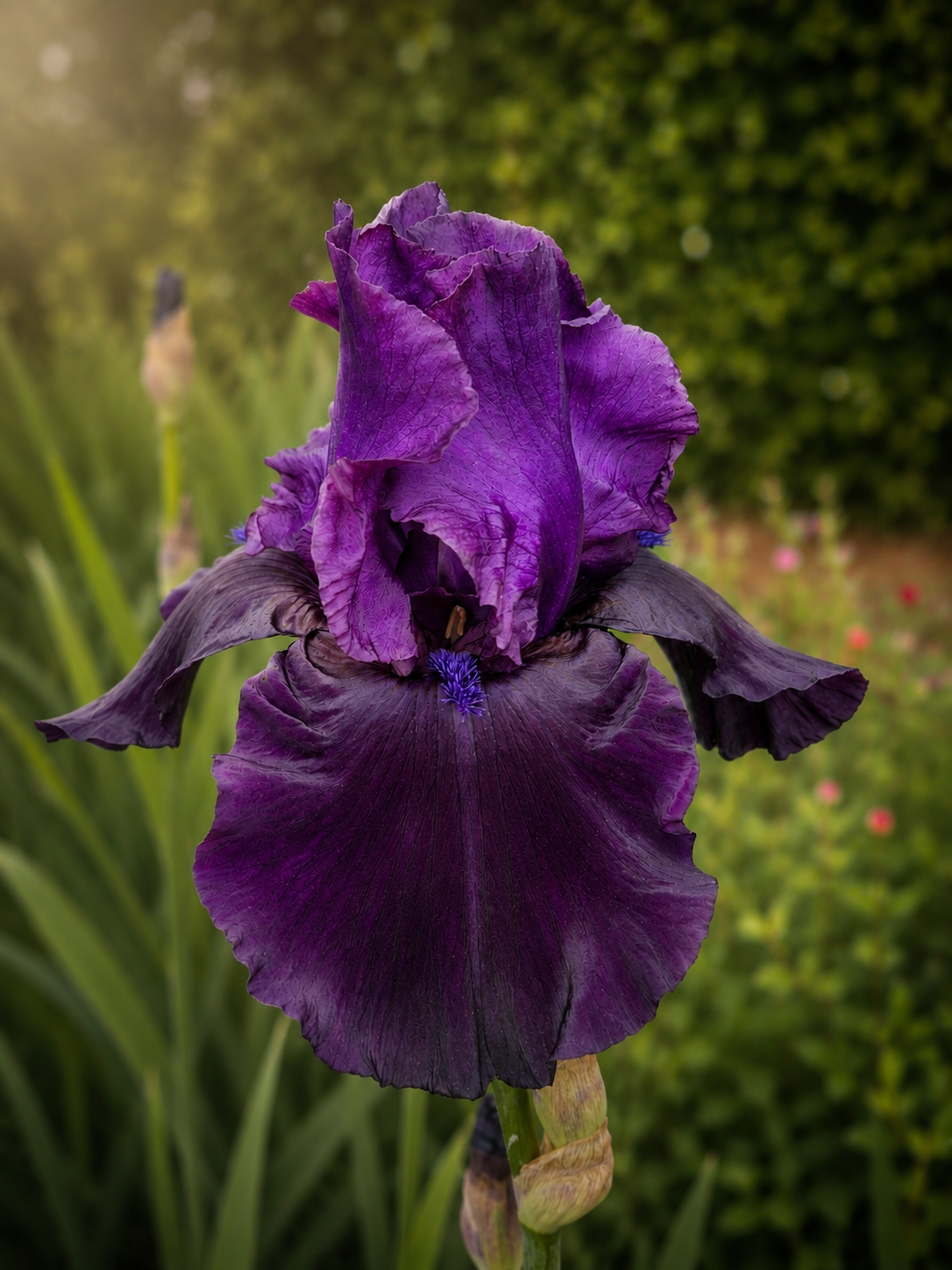 Paarse Iris