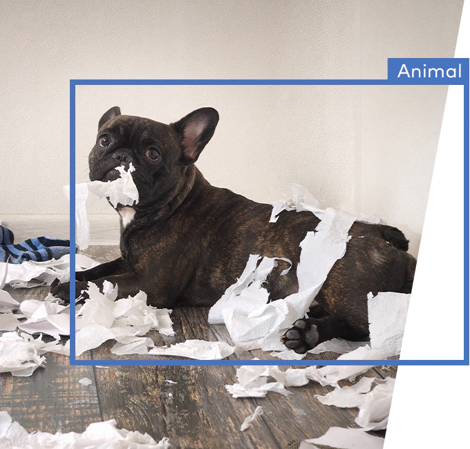 A dog is laying on the floor with toilet paper in its mouth