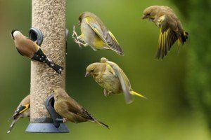 A group of birds are eating from a bird feeder.