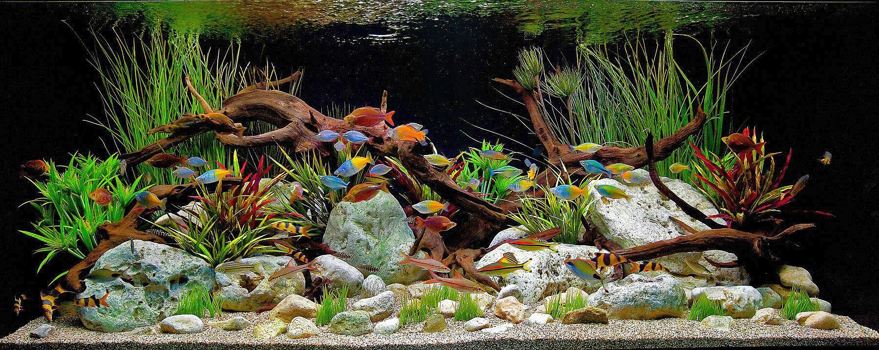 A lush freshwater aquarium with dark driftwood, various green and red aquatic plants, grey stones, and colorful fish.