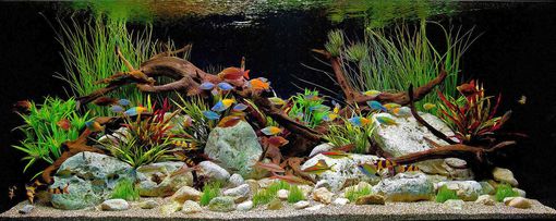 A vibrant freshwater aquarium featuring driftwood, moss-covered rocks, dense green aquatic plants, and colorful fish.