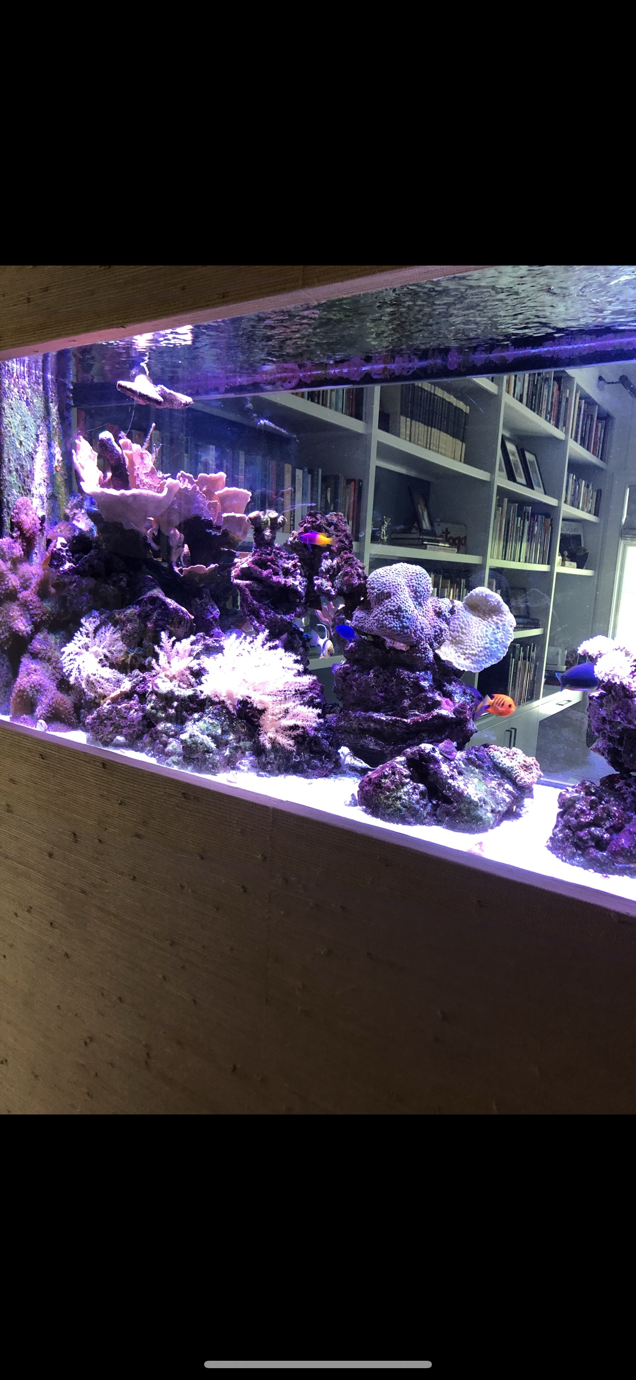 A vibrant reef aquarium with live rock and various corals illuminated by purple and blue light.