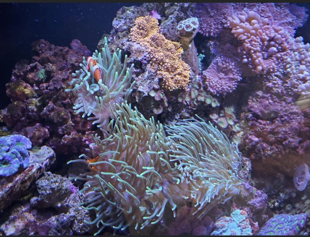 A clownfish swimming among bright green tentacles of a sea anemone in a colorful, rocky coral reef aquarium.