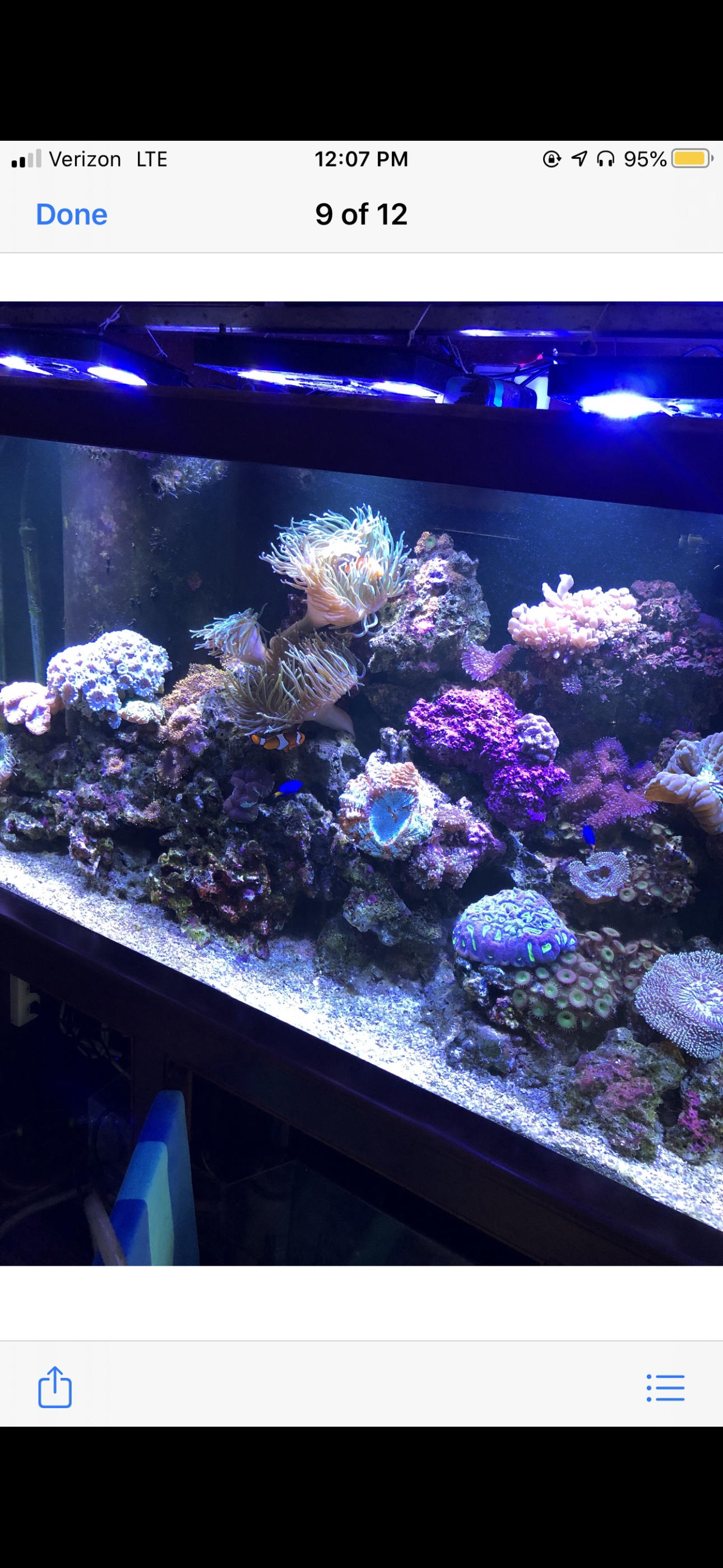A colorful saltwater aquarium tank filled with diverse corals and live rock illuminated by blue LED lights.