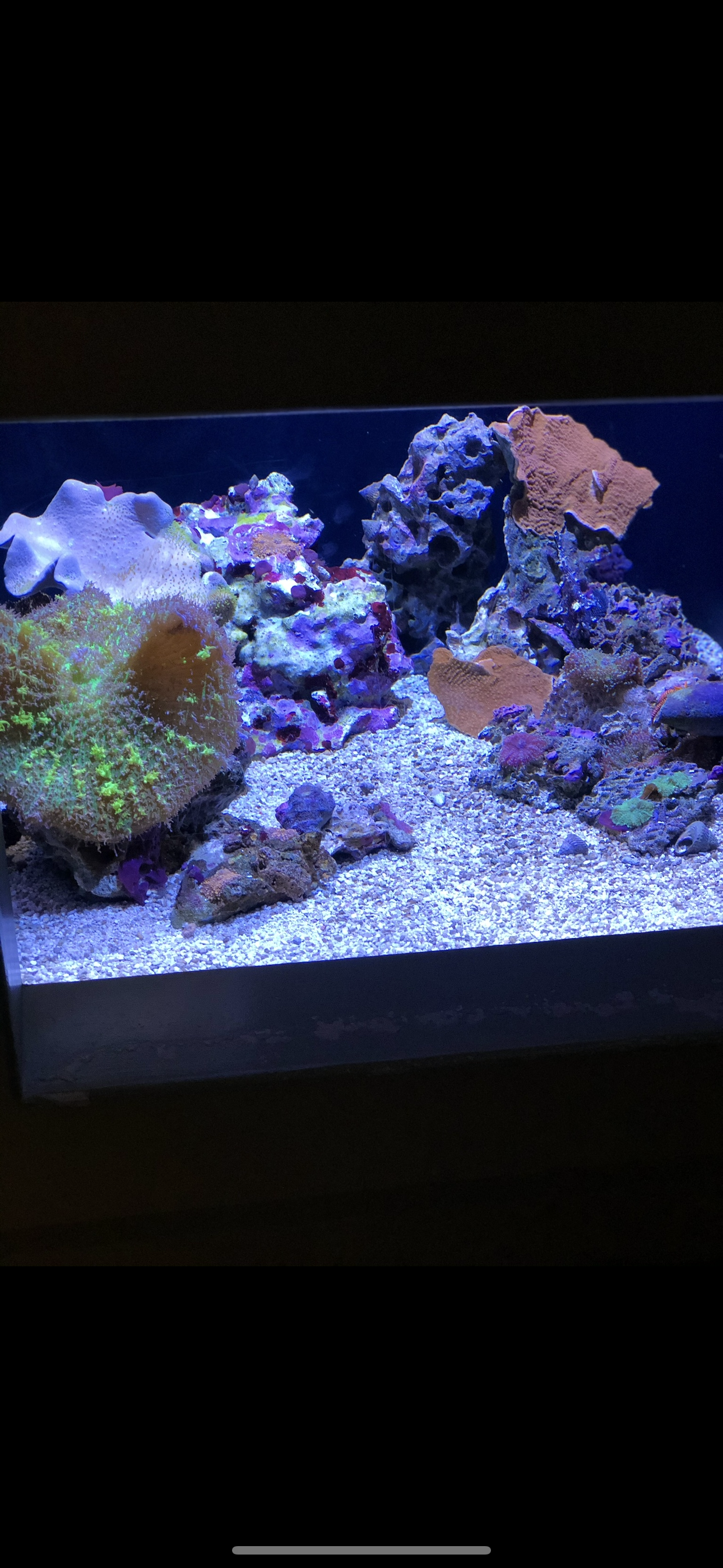 A saltwater aquarium with rock structures, purple coralline algae, and green-colored corals on a sandy bottom.
