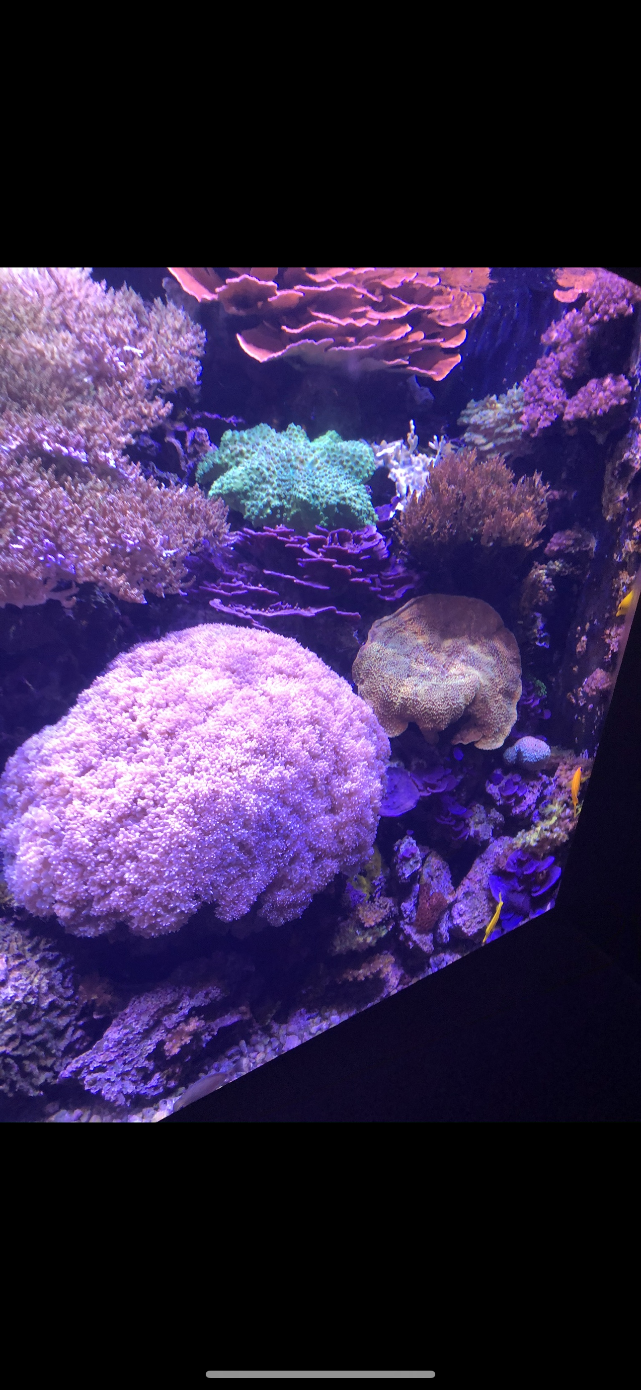 A vibrant coral reef display with various pink, purple, green, and brown stony and soft coral structures.