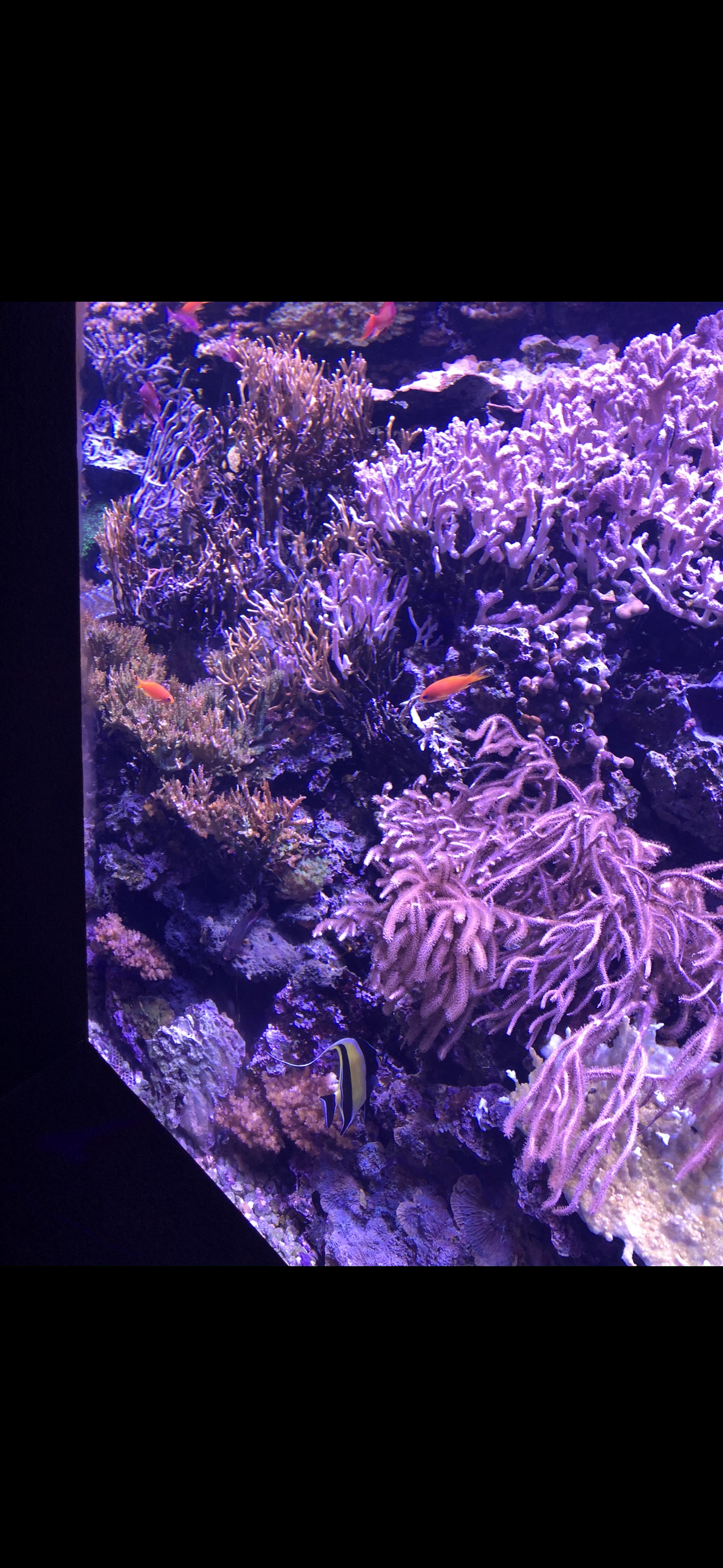 A dimly lit aquarium tank featuring purple coral, scattered rocks, and a few small orange and striped fish.