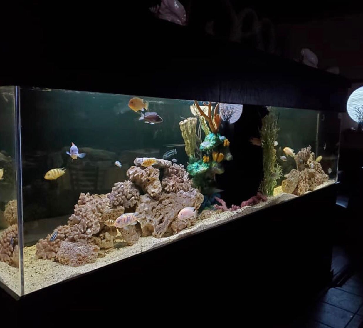 A large, rectangular aquarium with several colorful fish swimming among rocks, sandy substrate, and artificial plants.