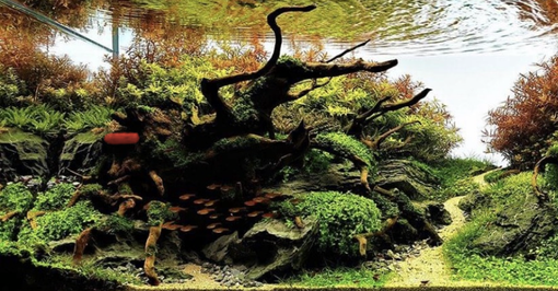 An aquascape with dark driftwood, mossy ground, green and reddish plants, and a sandy path leading through a lush tank.