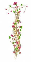 Joyful Roots Chiropractic