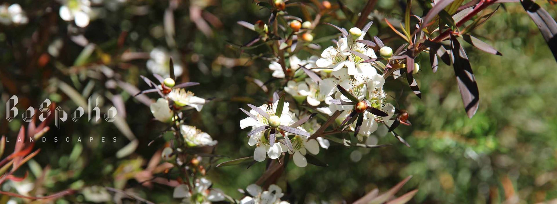 Leptospermum obovatum 'Starry Night' (Tea Tree)