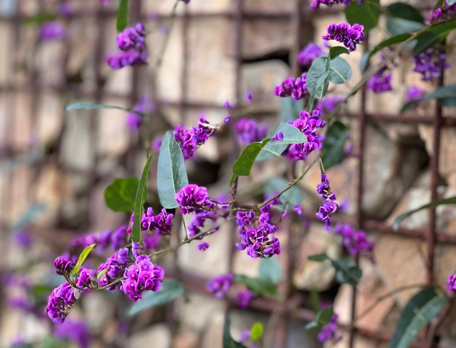 hardenbergia climbing a stone gabion wall