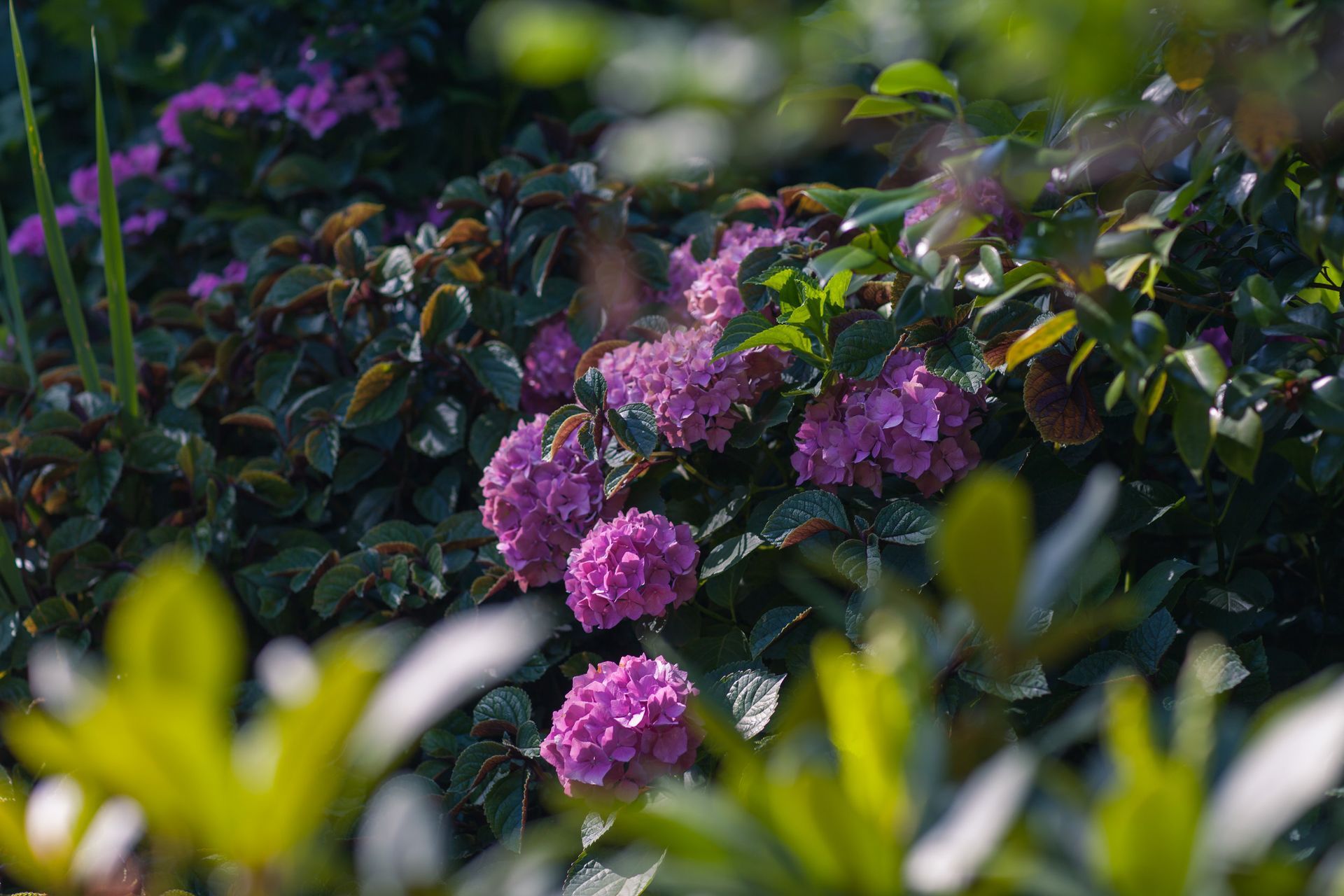 English style garden hawthorn 