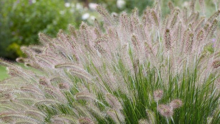 foxtail grass