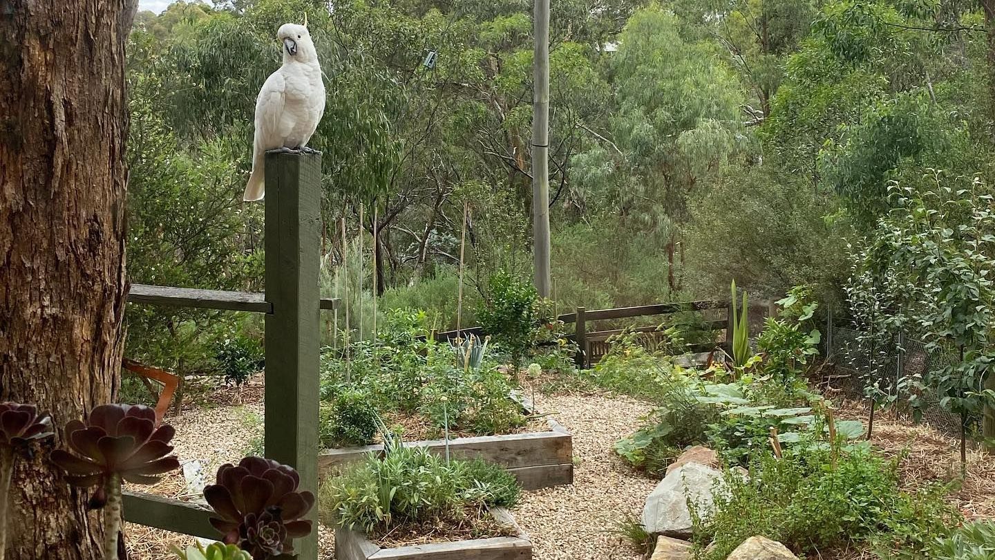 herb garden with a trusty parrot