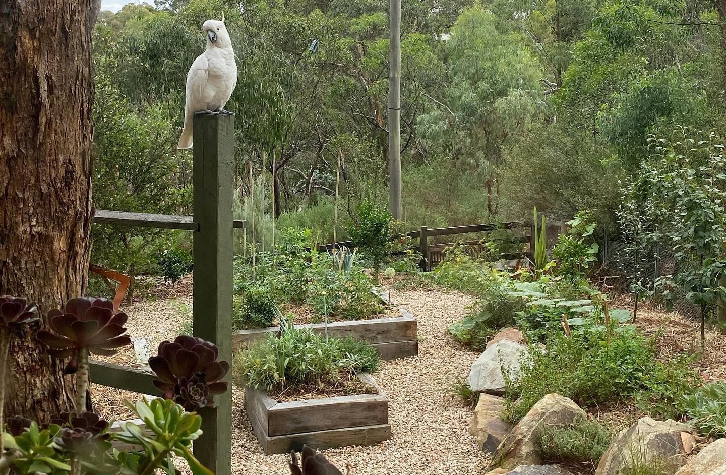A white bird is perched on top of a wooden post in a garden.