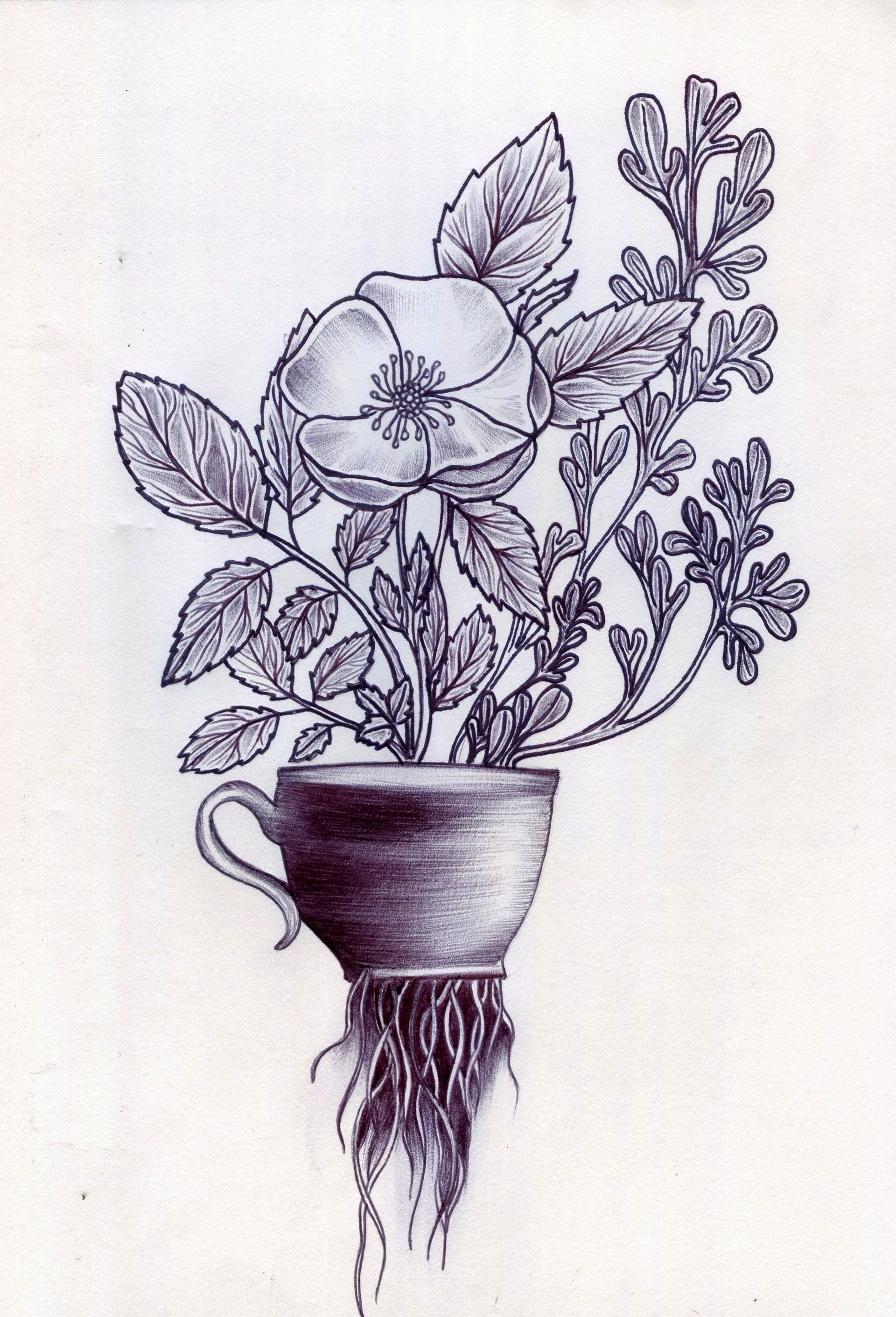 Drawing of a mug growing wild roses and rue busting roots through the bottom of the vessel.