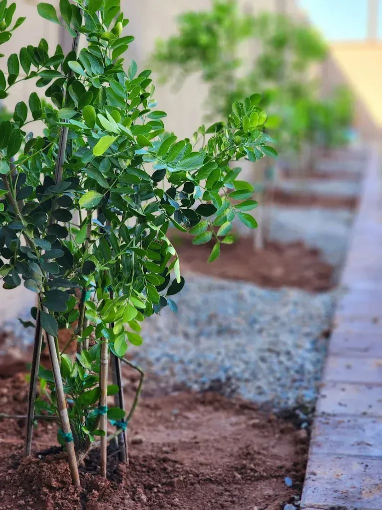 A tree is growing in the dirt next to a wooden walkway.