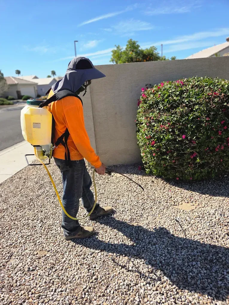 Person spraying pesticide on gravel near a bush; sunny day.