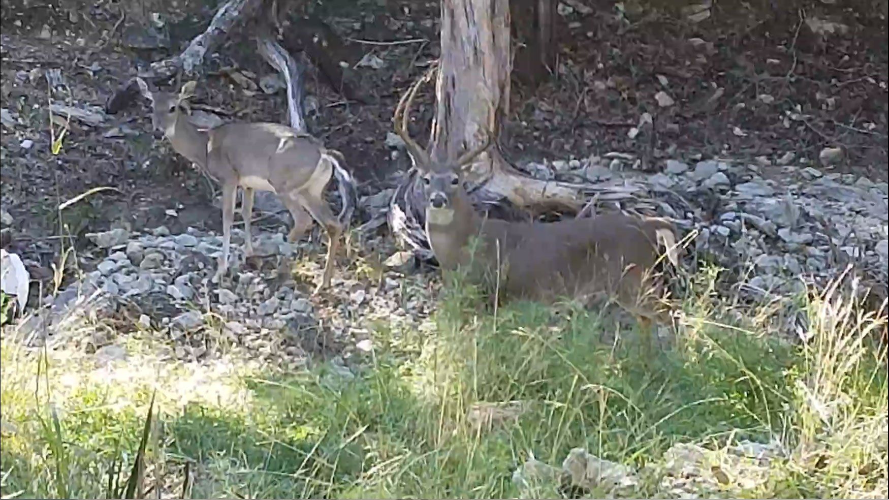 Enjoy seeing the abundant wildlife in the beautiful and scenic Texas Hill Country at Oak Meadows RV Park, Canyon Lake, TX Enjoy seeing the abundant wildlife in the beautiful and scenic Texas Hill Country at Oak Meadows RV Park, Canyon Lake, TX