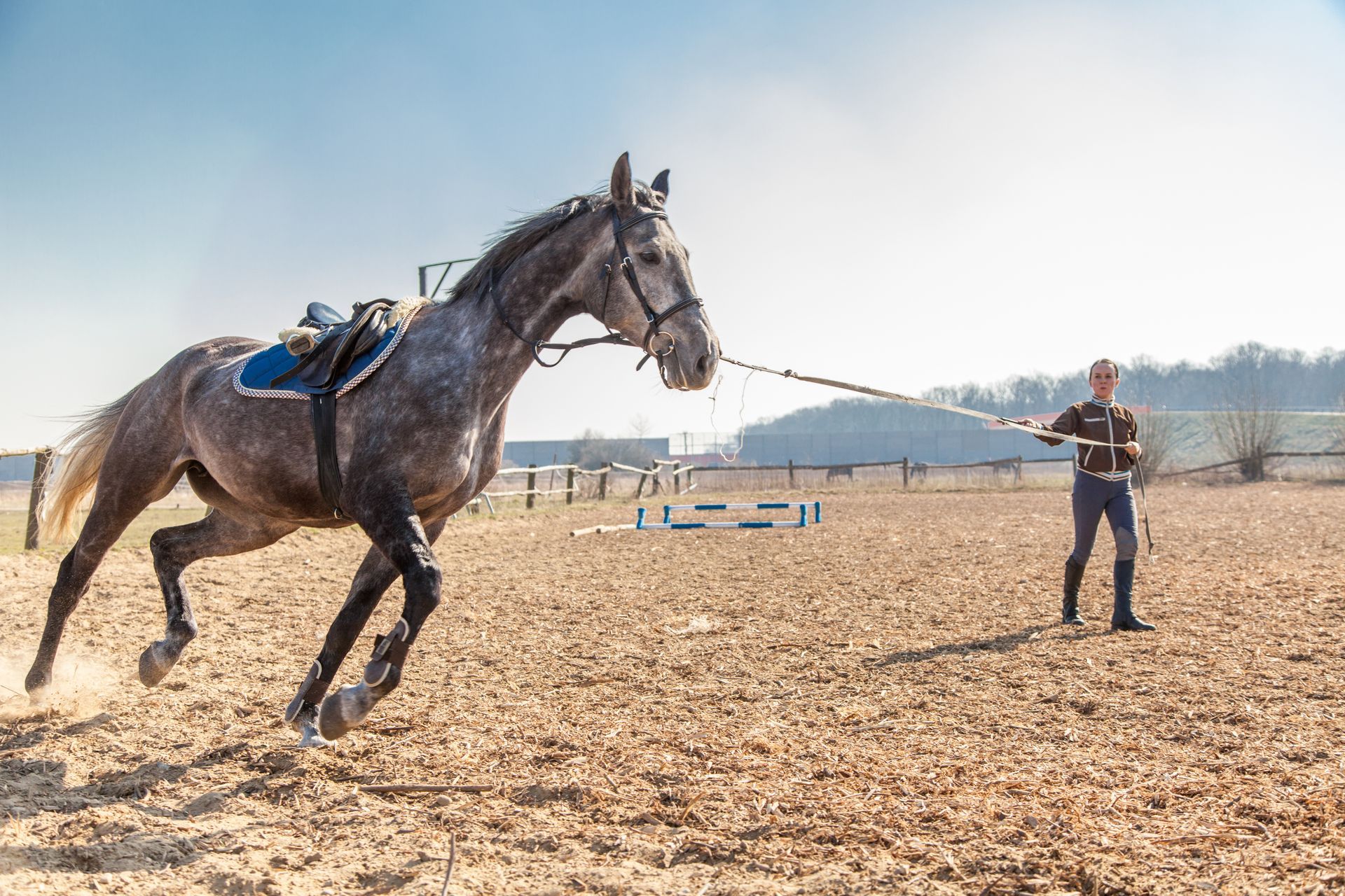 A man is pulling a horse with a rope in a dirt field.