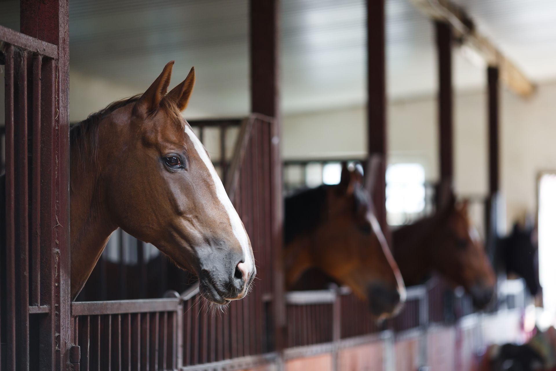 A horse is sticking its head out of a fence in a stable.