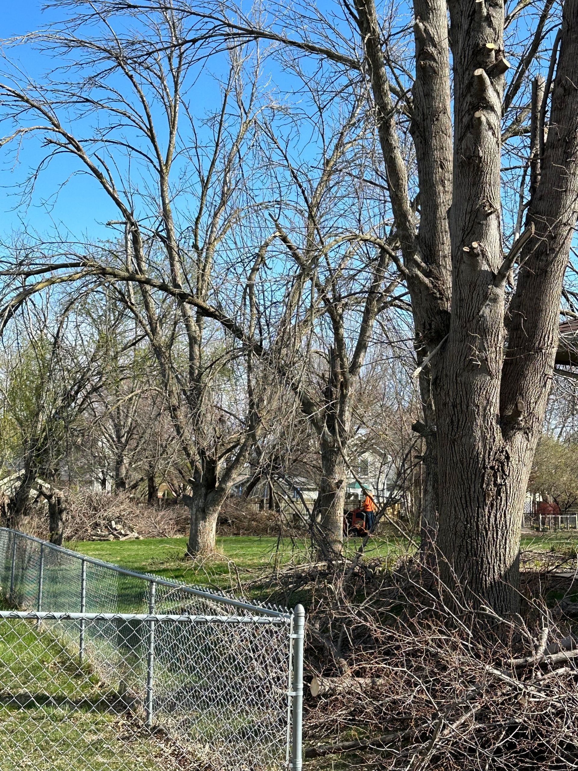Arborist cutting tree with chainsaw
