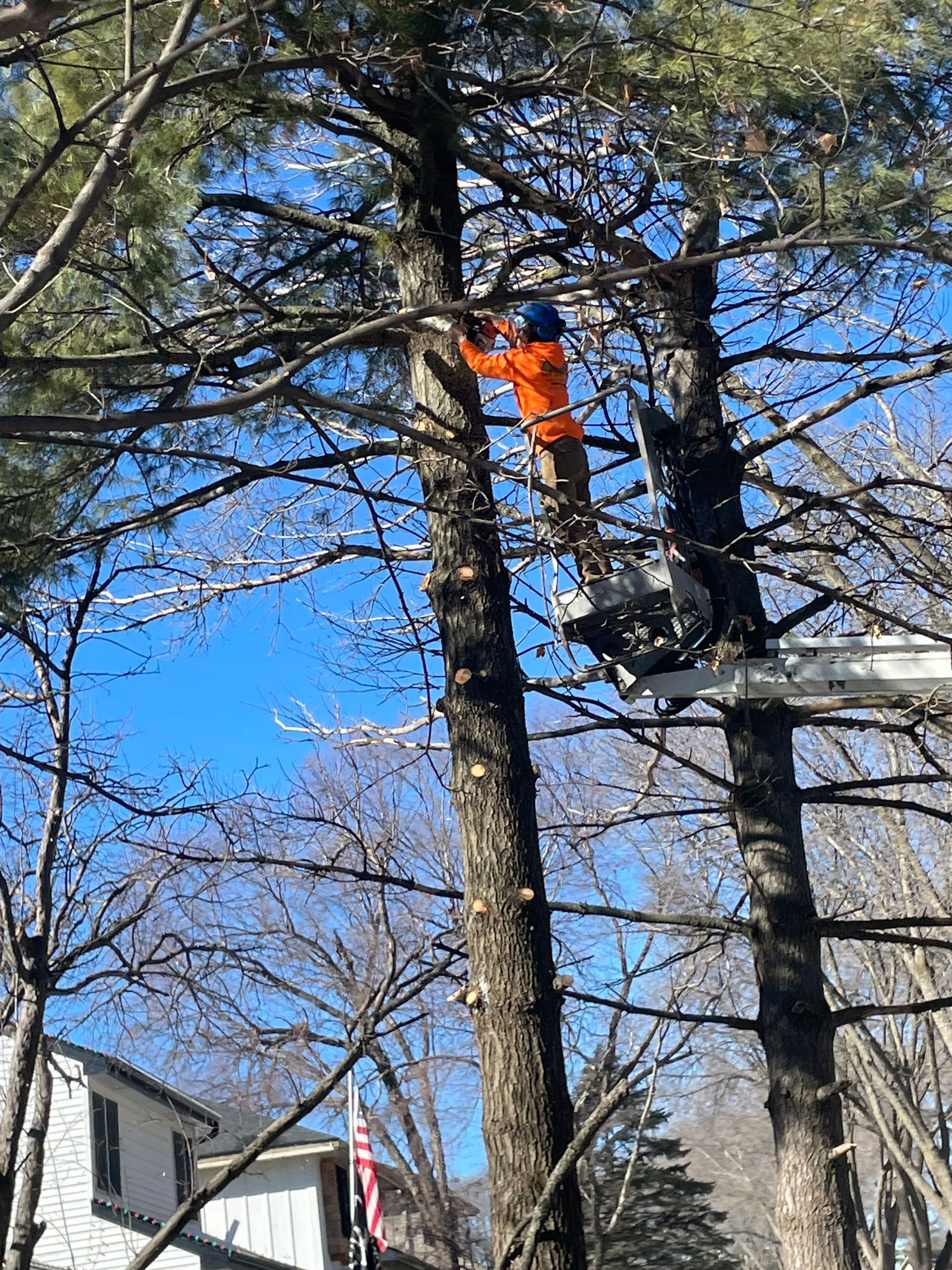Cutting Branches — Ankeny, IA — Mr. Spruce Hill Tree Service LLC