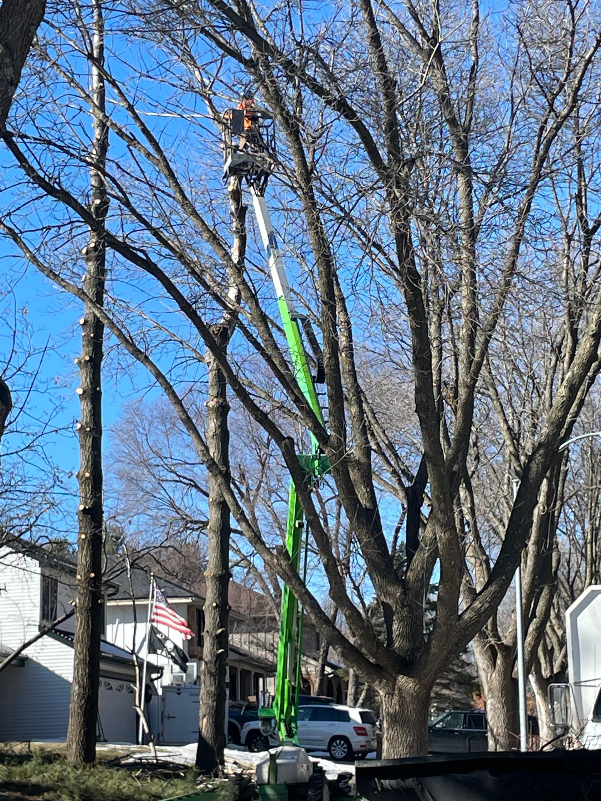 No Leaves Tree — Ankeny, IA — Mr. Spruce Hill Tree Service LLC