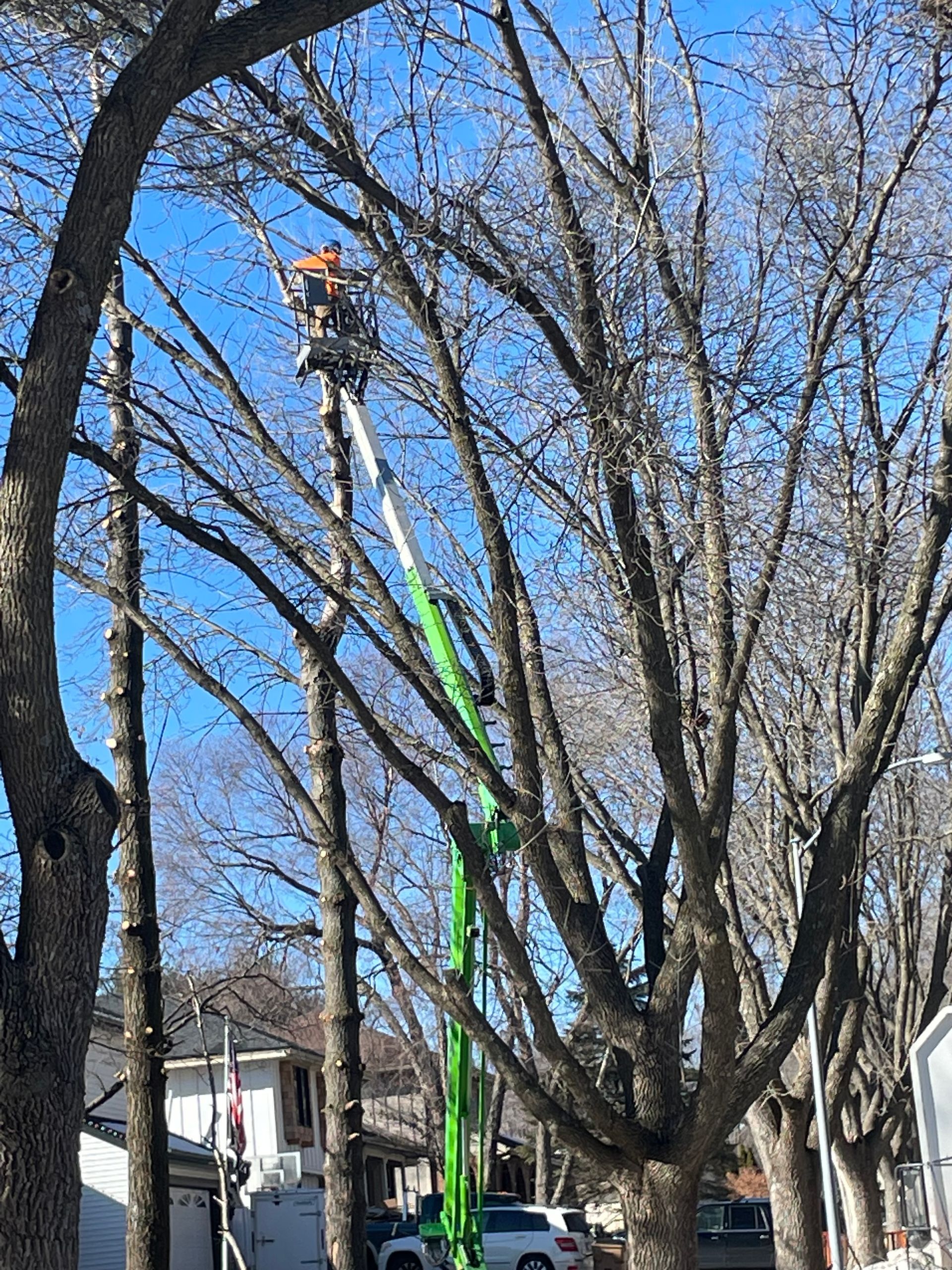 Trimming — Ankeny, IA — Mr. Spruce Hill Tree Service LLC
