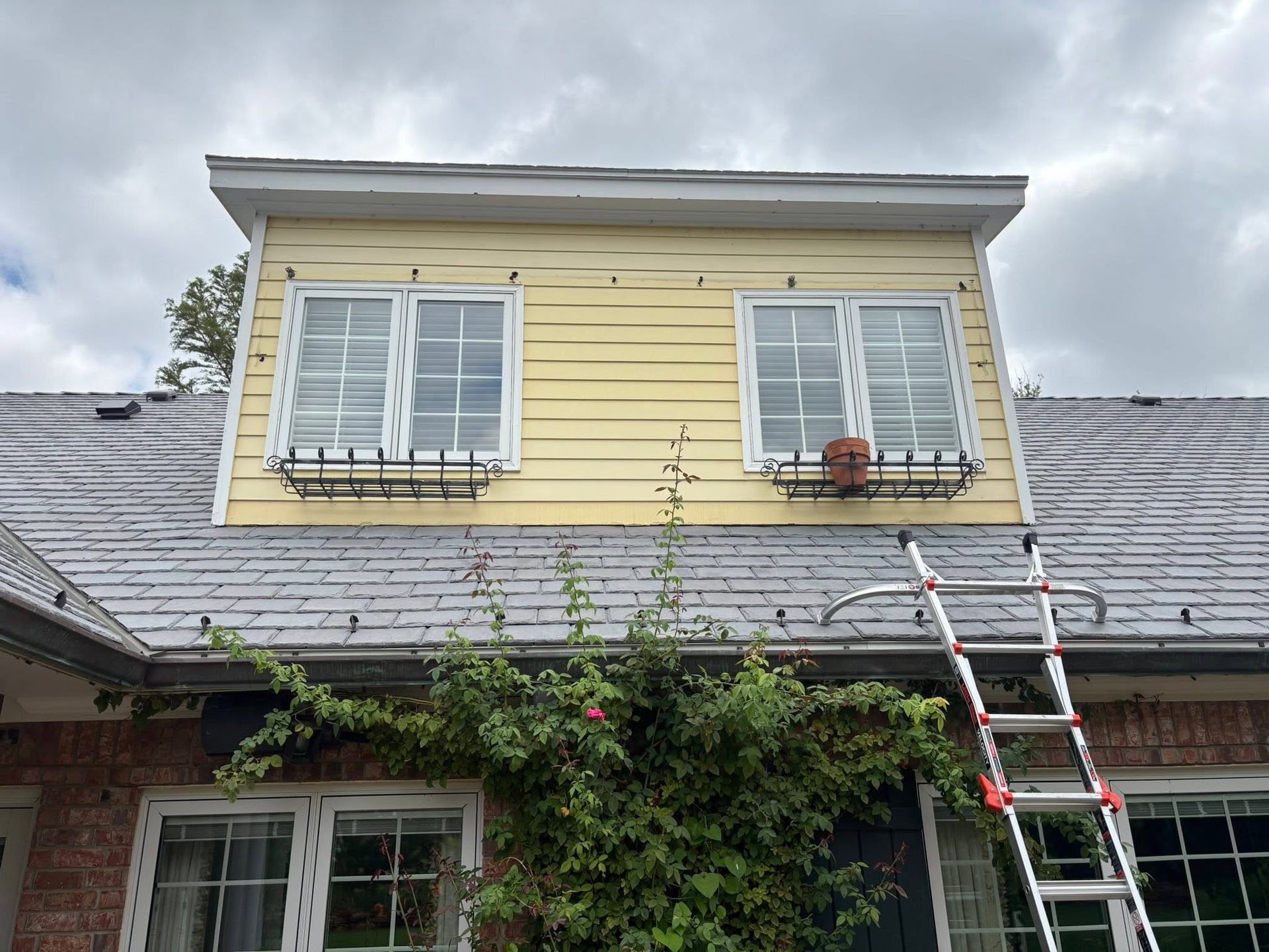 Ladder leaning against a yellow dormer on a gray shingled roof, with vines below