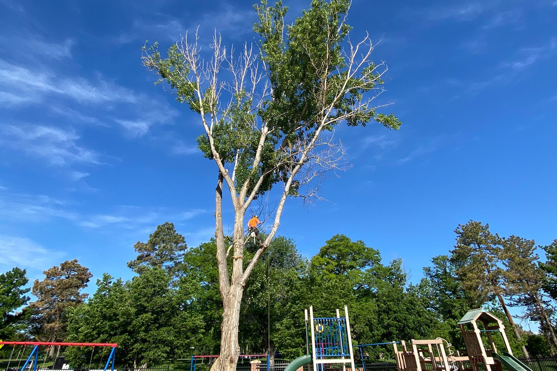 Tree care
