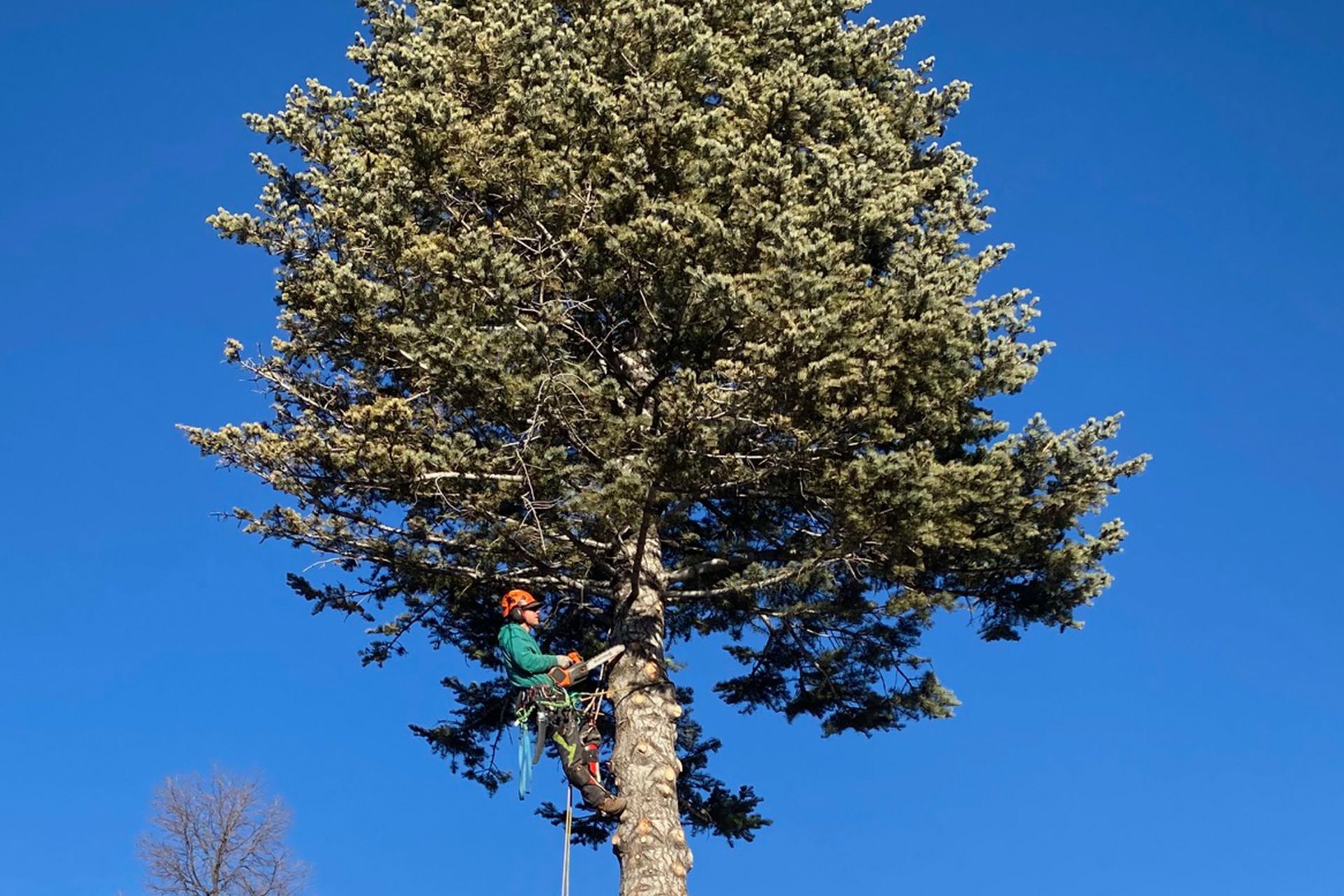 Tree trimming