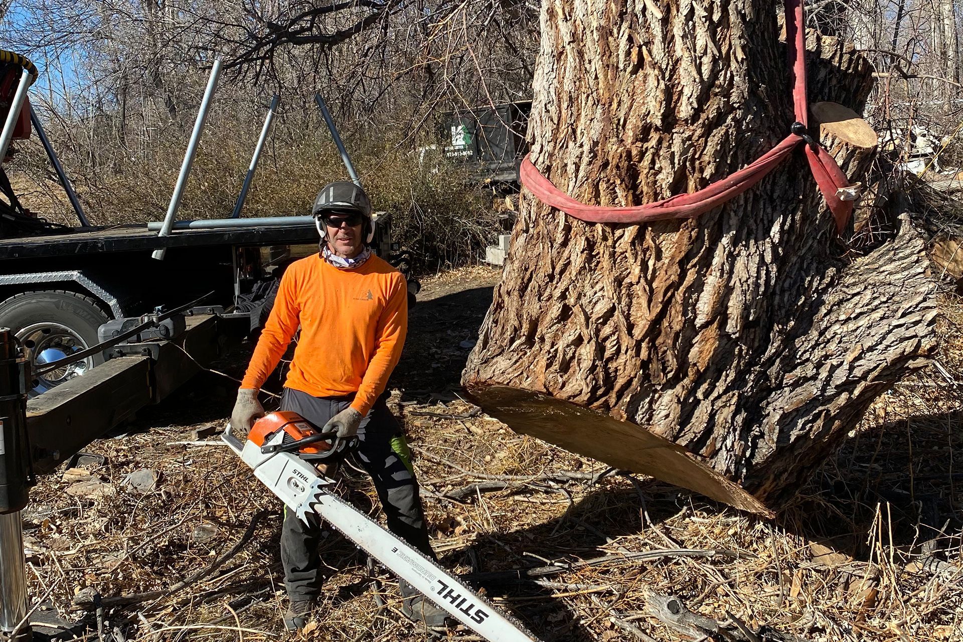 Tree removal