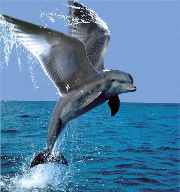 A dolphin with seagull wings leaps from the blue ocean into a bright blue sky.