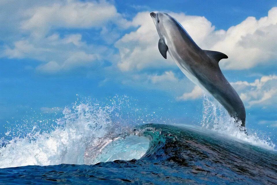 Dolphin leaping out of a blue ocean wave under a partly cloudy sky.