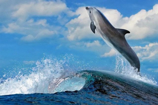 Dolphin leaping out of a blue ocean wave under a partly cloudy sky.