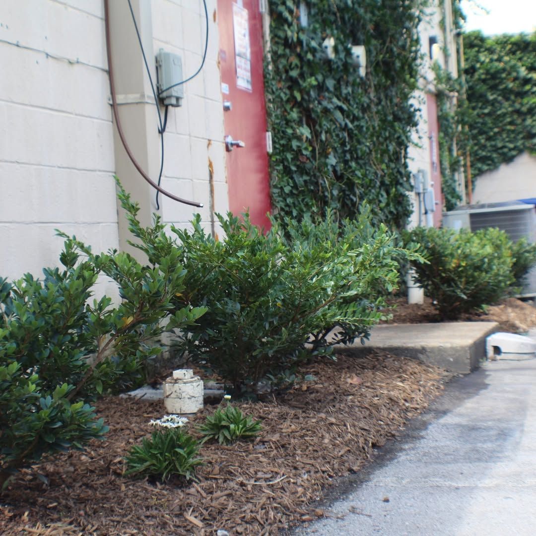 Green shrubs and mulch border a building, with a red door and ivy-covered wall.