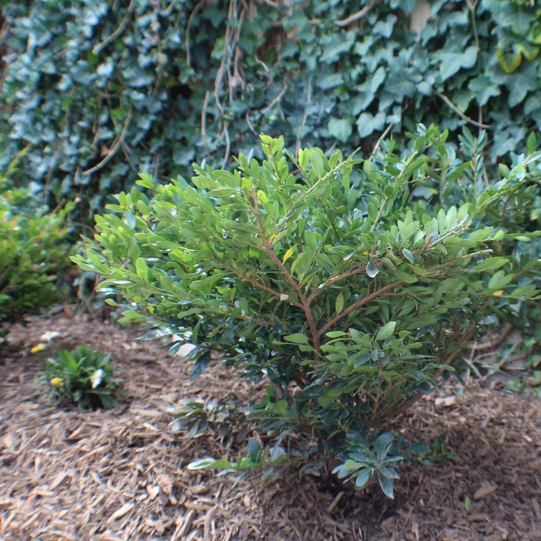 Small green shrub with glossy leaves in a mulch bed, with ivy in the background.