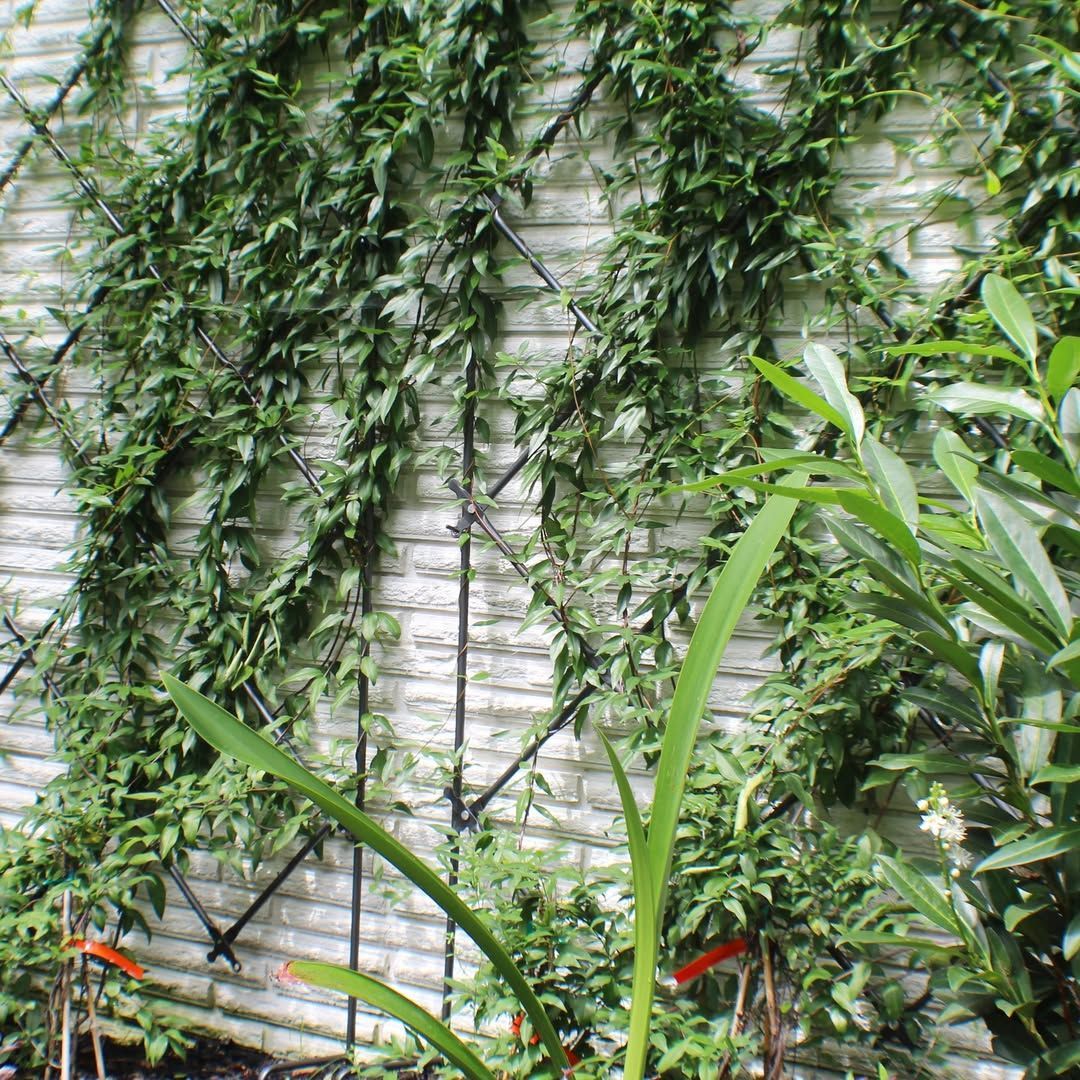 Green vines climb a black trellis on a brick wall. Sunlight illuminates the foliage.