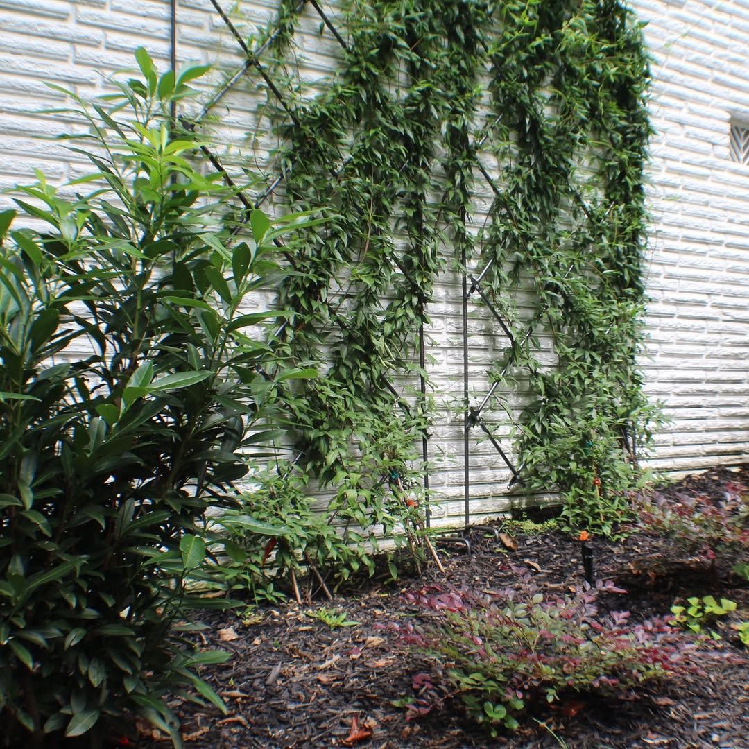 Green vines climb a trellis on a white brick wall; a leafy plant stands to the left.