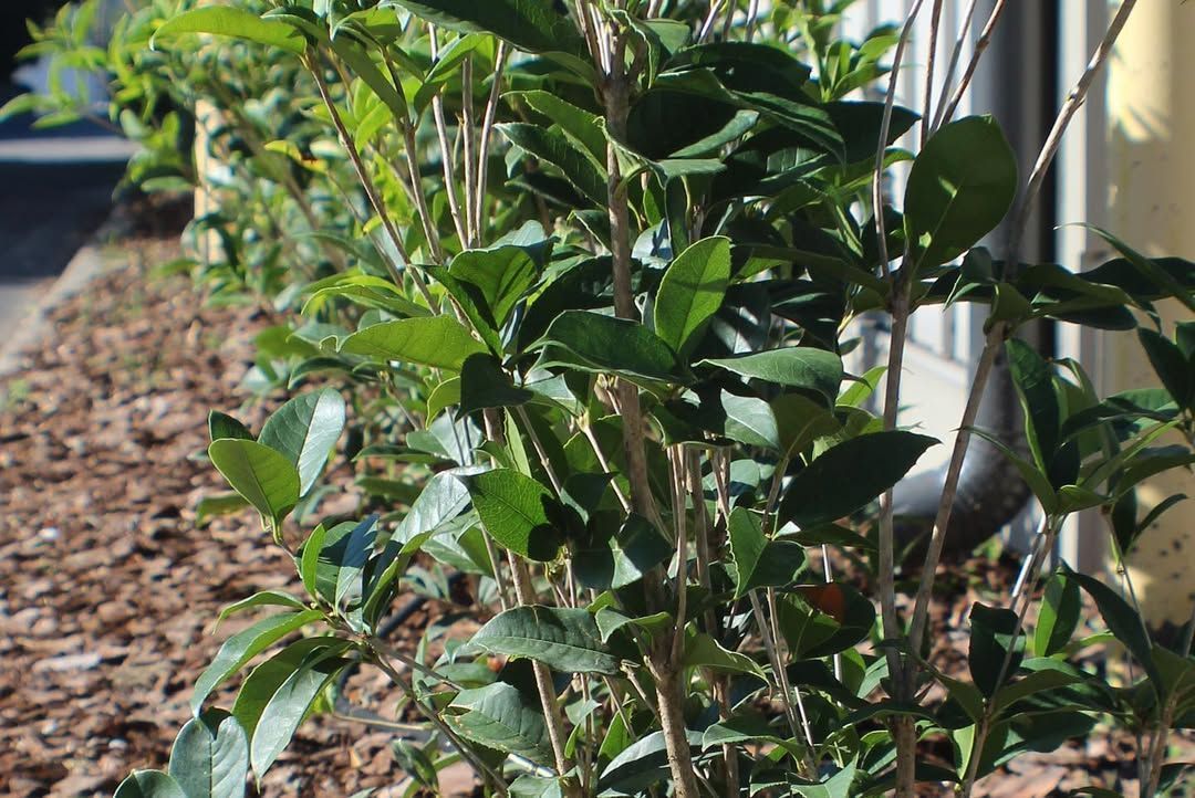 Green leafy hedge with mulch bed.