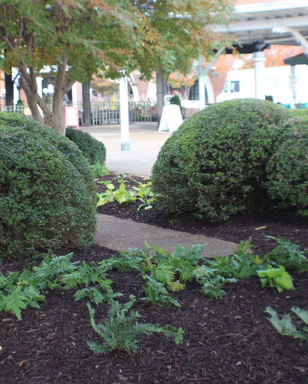 Path through a landscaped garden with trimmed bushes, green plants, and a blurred background.
