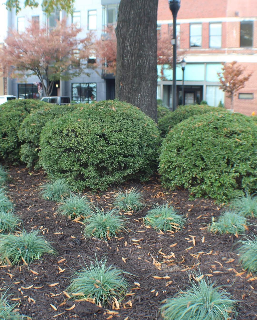 Green, rounded bushes and spiky groundcover in a garden bed, with buildings in the background.