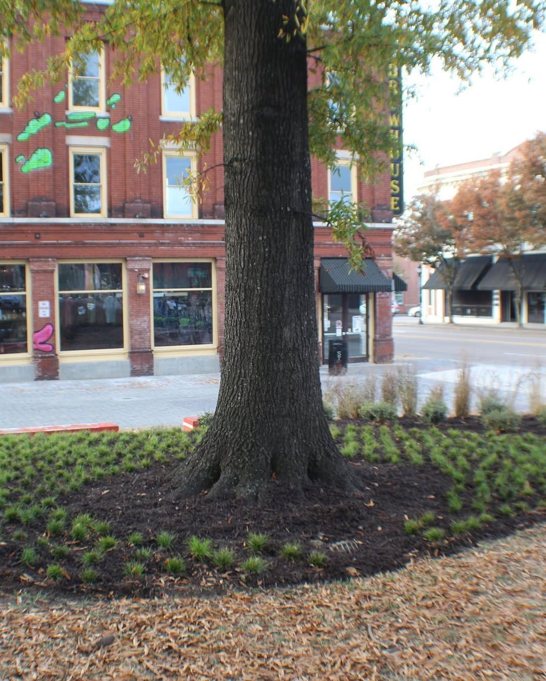 Tree trunk in a plaza with a red brick building and storefronts in the background. Green grass and mulch around tree.