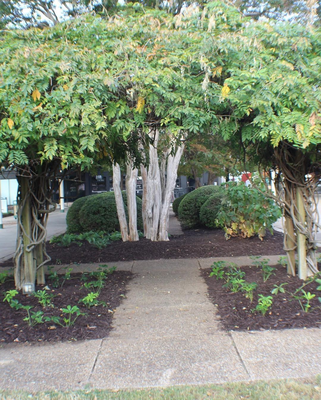 A pathway leading through a covered arbor of green vines, flanked by flower beds.