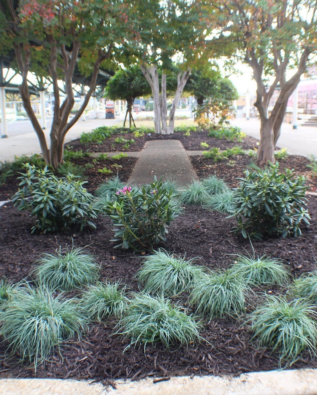 Landscaped garden bed with path, trees, shrubs, and ornamental grass. Mulch is dark.
